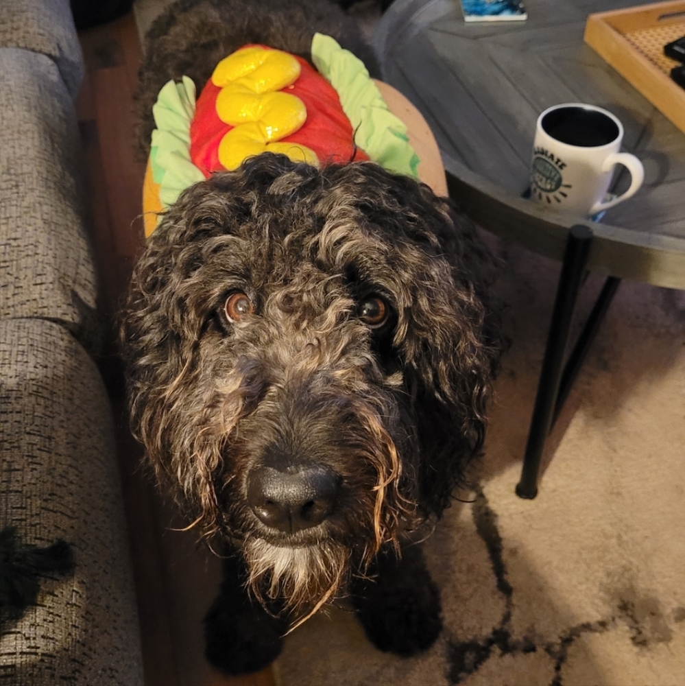 Dog Hotdog Costume